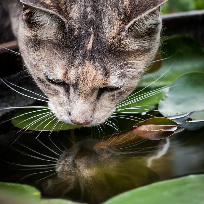 Tortoiseshell-tabby cat drinking from and reflected in a small fish pond with waterlily leaves. Tortoiseshell-tabby cat drinking from and reflected in a small fish pond with waterlily leaves