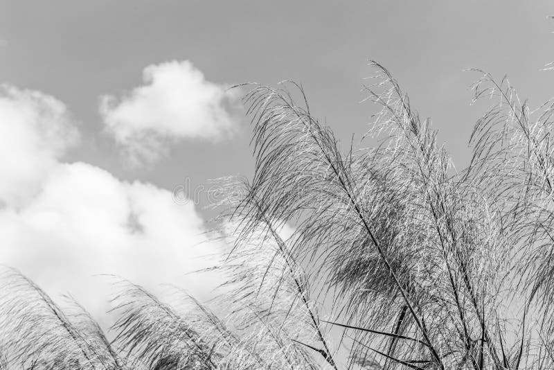 Schilfe, die in die Winde weiß und schwarz wellenartig bewegen Das rote Gras Das Pfahlrohr Das große Schilf stockfotos Schilfe, die in die Winde weiß und schwarz wellenartig bewegen Das rote Gras Das Pfahlrohr Das große Schilf stockfotos