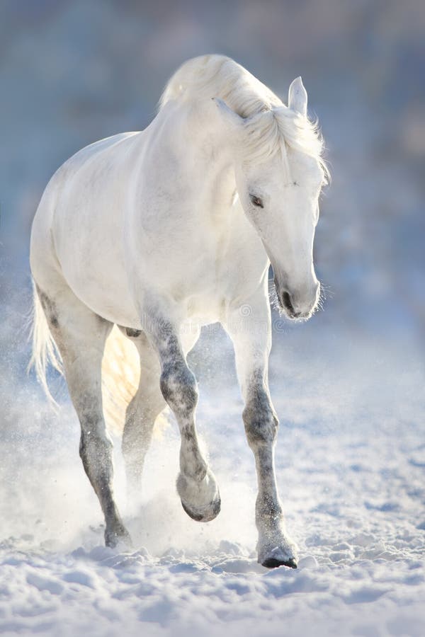 Schimmel im Schnee lizenzfreie stockfotos Schimmel im Schnee lizenzfreie stockfotos