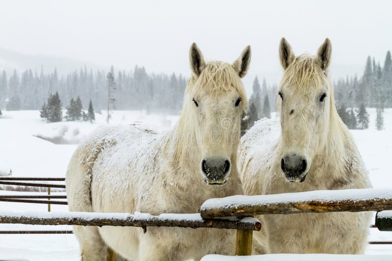 Schimmel im Schnee lizenzfreie stockbilder Schimmel im Schnee lizenzfreie stockbilder