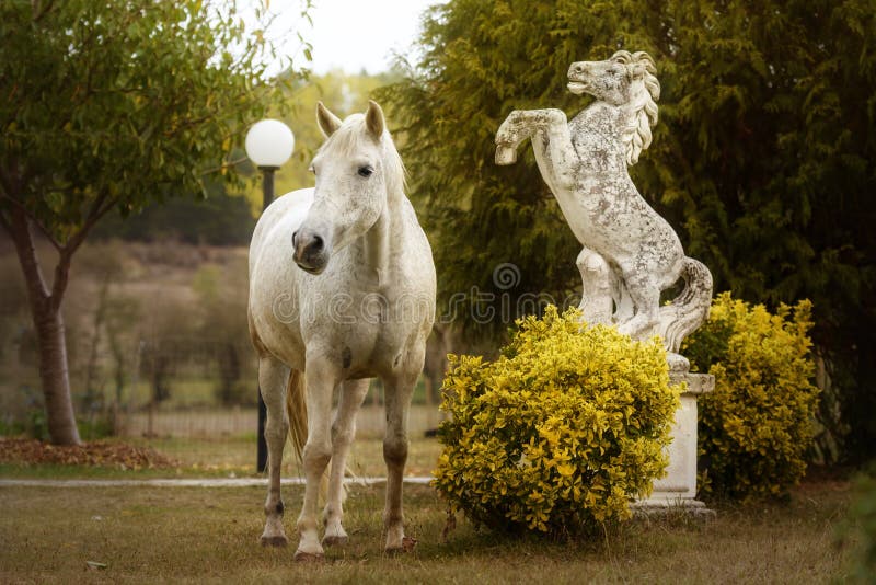Schimmel Nahe Bei Einer Reiterstatue In Einem Garten