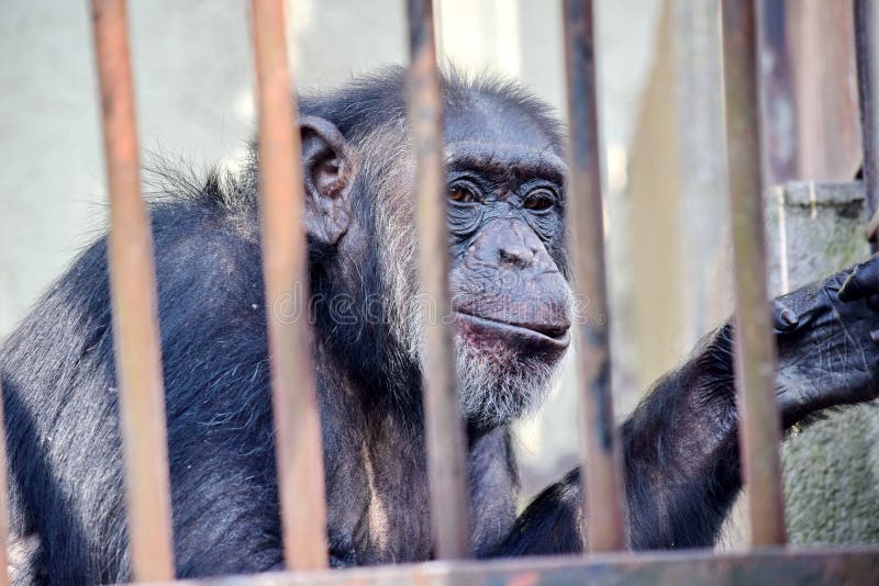 Schimpans bak stängerna Pan Troglodytes San Monkey i zoo med inget utrymme royaltyfria bilder Schimpans bak stängerna Pan Troglodytes San Monkey i zoo med inget utrymme royaltyfria bilder