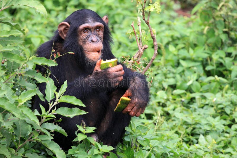 Schimpanse - Uganda lizenzfreie stockfotos Schimpanse - Uganda lizenzfreie stockfotos