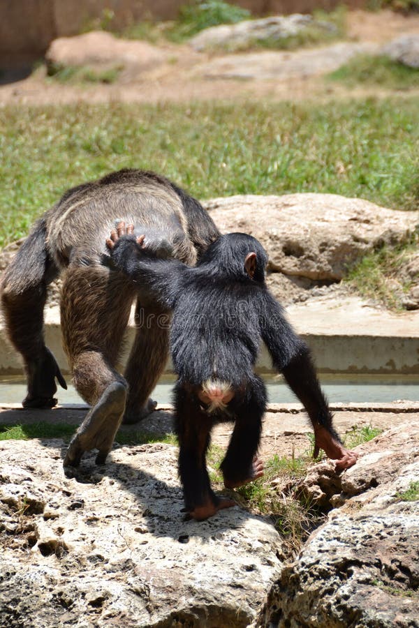 Chimp mother and child walking together - look from behind. Chimp mother and child walking together - look from behind