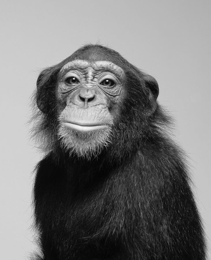 Schimpansestudioportrait stockfotos