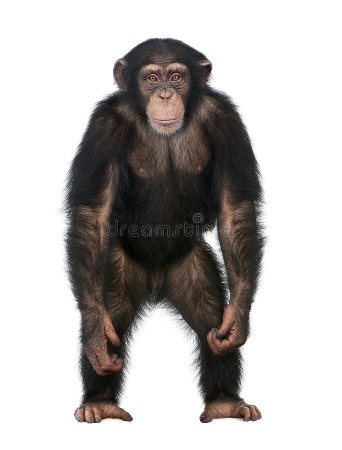 Young Chimpanzee standing up like a human - Simia troglodytes (5 years old) in front of a white background. Young Chimpanzee standing up like a human - Simia troglodytes (5 years old) in front of a white background