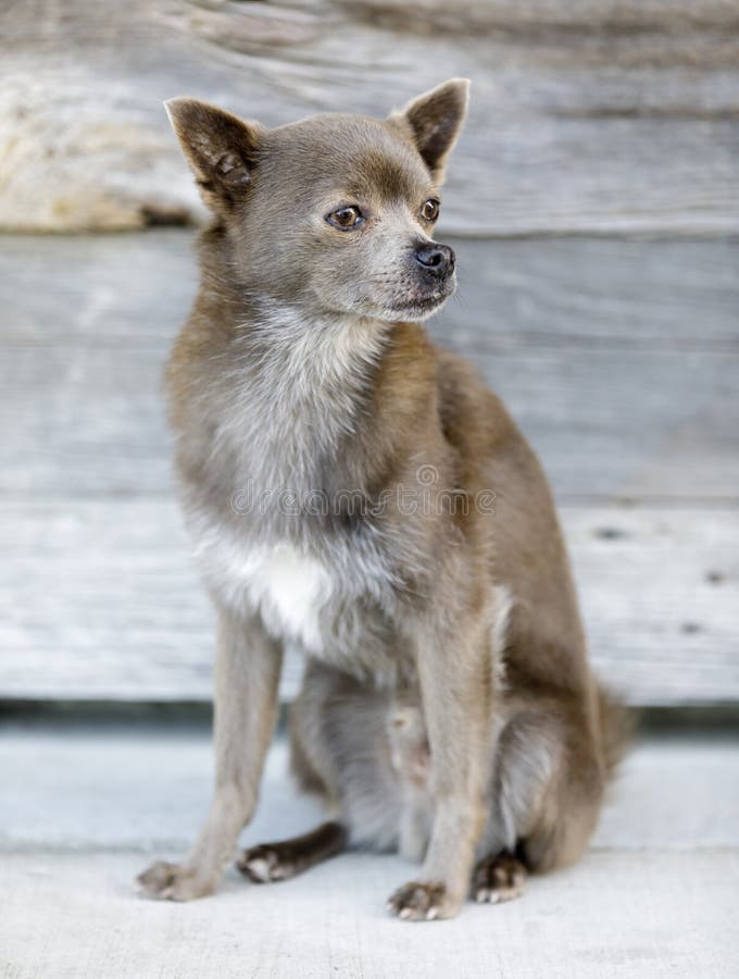 Schipperke and Chihuahua Cross Breed Dog. Stock Image Image of