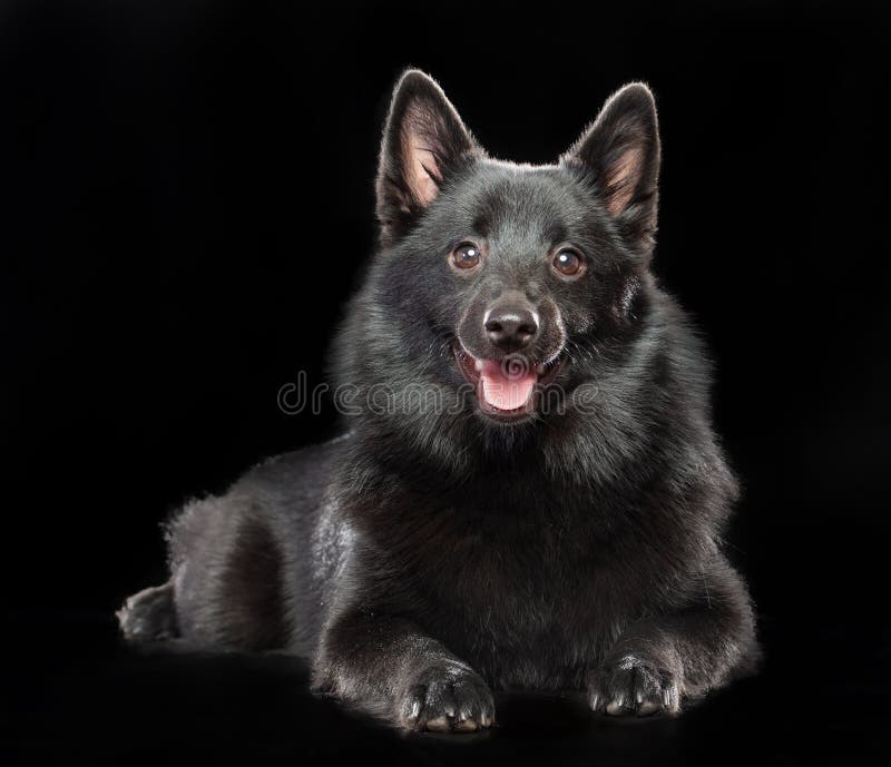 are schipperke the most intelligent dogs