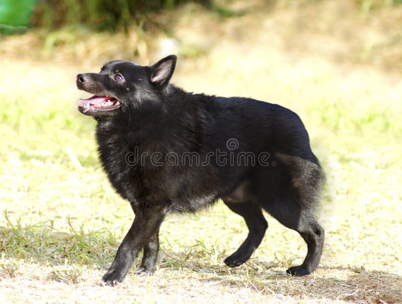 Schipperke