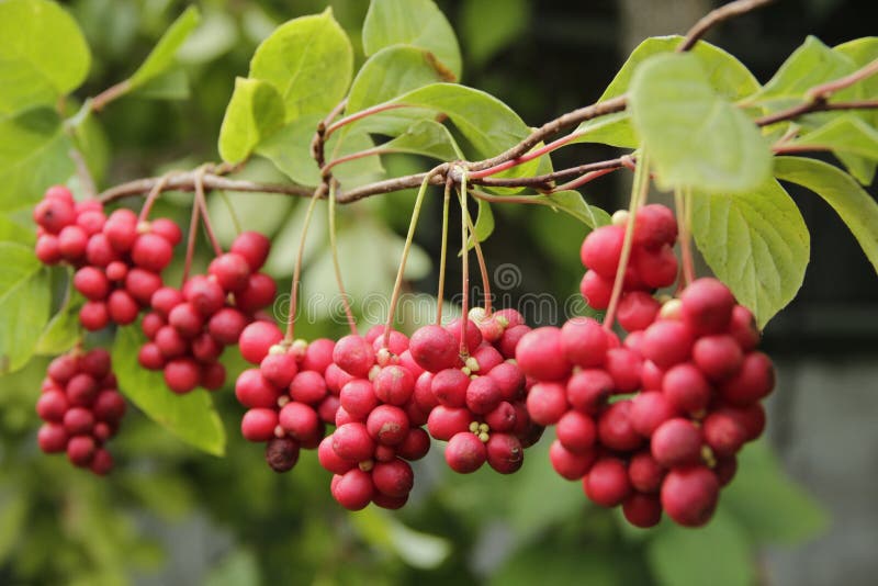 Ripe fruits of red schizandra with green leaves