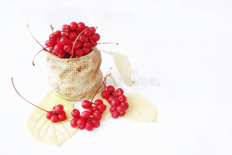 Schisandra red in ceramic bag. Red ripe schizandra in bucket. Five flavor berry