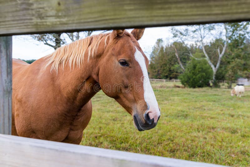 Schitterend Bruin Paard Dat Door Een Houten Omheining Op De Boerderij