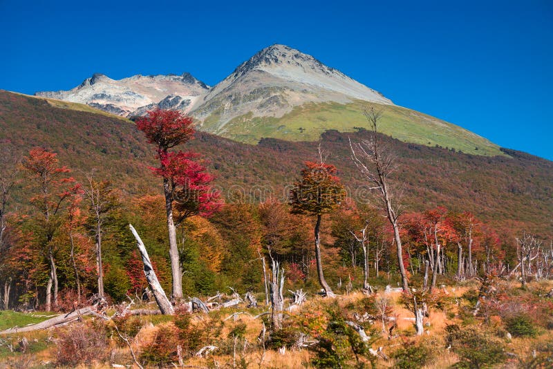 Schitterend landschap van Patagonië ` s Tierra del Fuego National Park stock foto Schitterend landschap van Patagonië ` s Tierra del Fuego National Park stock foto