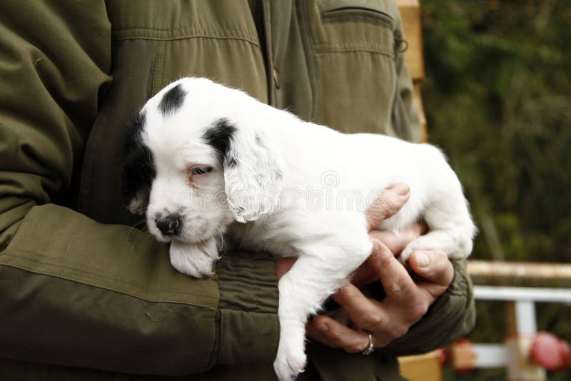 Schitterend Leuk Puppy stock foto Schitterend Leuk Puppy stock foto