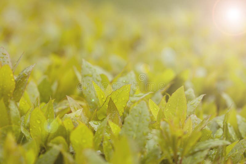 Schitterende Bladeren op Bush Heldergroen met de Druppeltjes van de Regendaling op Blad royalty-vrije stock afbeeldingen Schitterende Bladeren op Bush Heldergroen met de Druppeltjes van de Regendaling op Blad royalty-vrije stock afbeeldingen