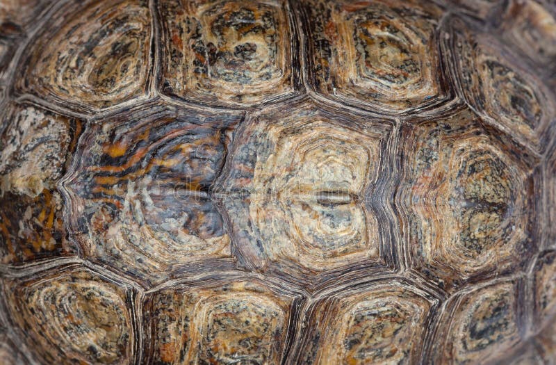 Schitterende schildpadden Fokschildpadden thuis stock afbeeldingen Schitterende schildpadden Fokschildpadden thuis stock afbeeldingen