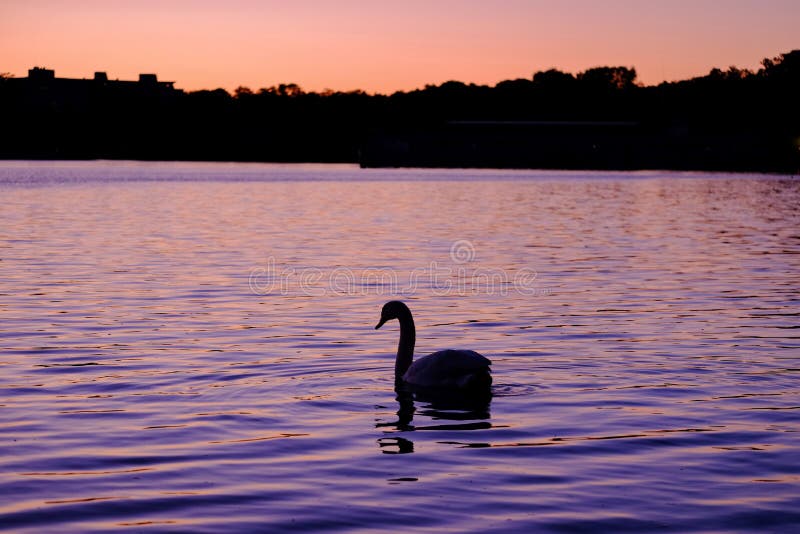 Schitterende witte zwaan op het meer op de zonsondergang royalty-vrije stock fotografie Schitterende witte zwaan op het meer op de zonsondergang royalty-vrije stock fotografie