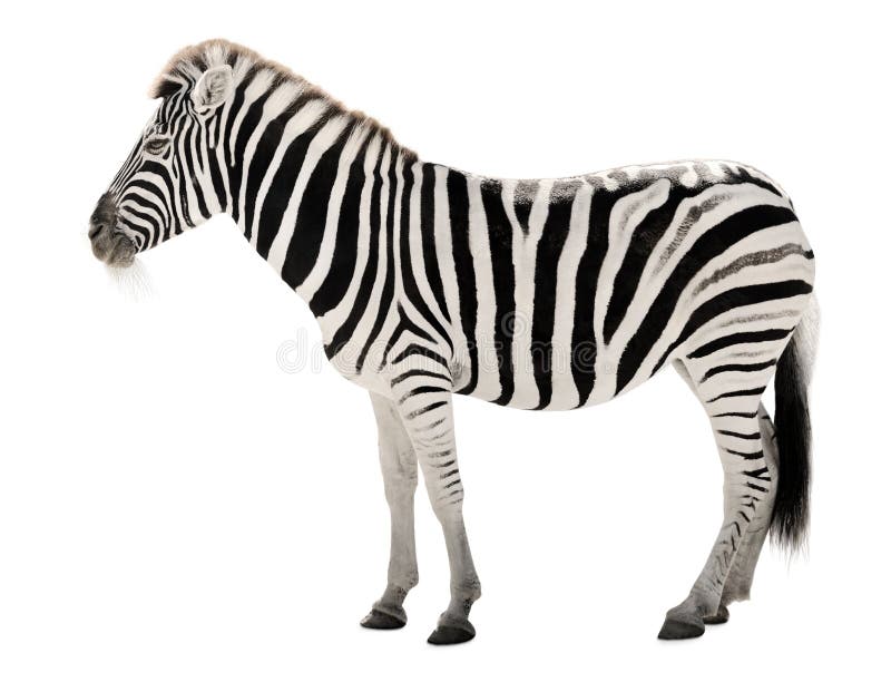 Moment Leraar op school paddestoel Schitterende Zebra Op Witte Achtergrond Stock Foto - Image of savanne,  knipsel: 18643690