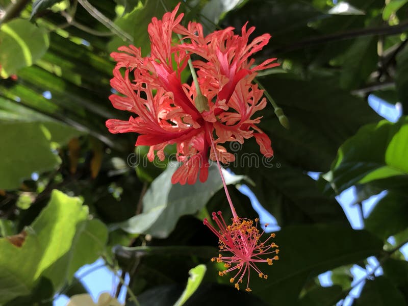Schizopetalus гибискуса или окаимленное rosemallow - ботанический сад Цюрих или Botanischer Garten Zuerich стоковые фото Schizopetalus гибискуса или окаимленное rosemallow - ботанический сад Цюрих или Botanischer Garten Zuerich стоковые фото