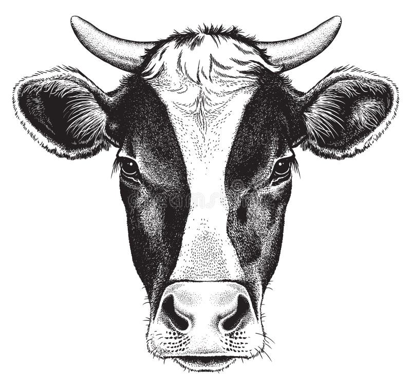 Schizzo in bianco e nero del fronte di una mucca