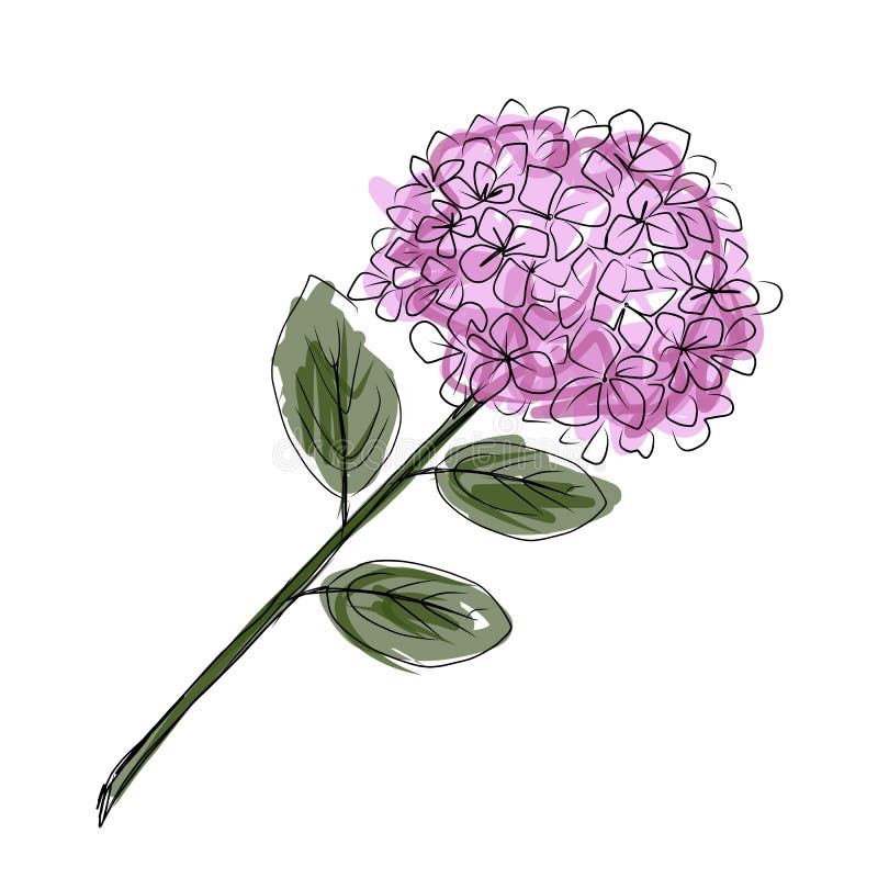 Schizzo del fiore dell'ortensia per la vostra progettazione illustrazione di stock