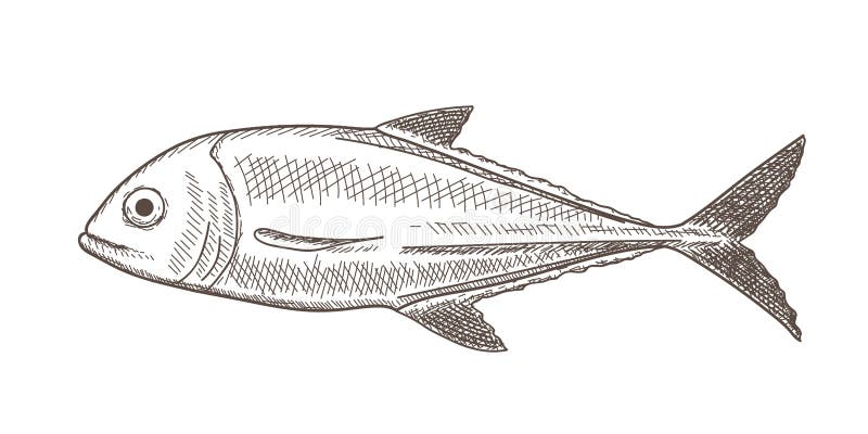 Schizzo del pesce illustrazione di stock Schizzo del pesce illustrazione di stock