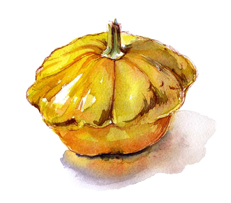 Schizzo di verdure organico dell'acquerello di giallo della zucca royalty illustrazione gratis Schizzo di verdure organico dell'acquerello di giallo della zucca royalty illustrazione gratis