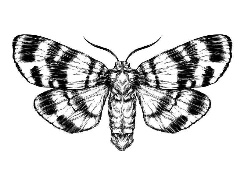 Schizzo di farfalla / falena. Schizzo realistico dettagliato di una farfalla illustrazione vettoriale