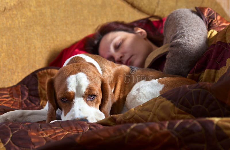 Die Schlafende Frau Und Sein Hund Stockfoto Bild Von Dame Freund