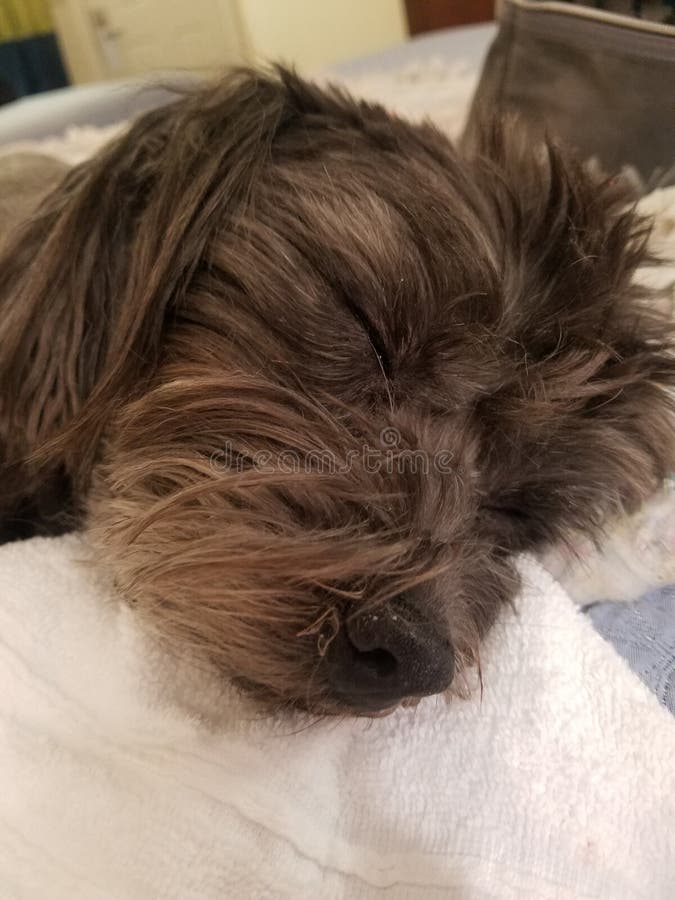 Schlafende Hunde Soll Man Nicht Wecken Stockfoto Bild von gelassen