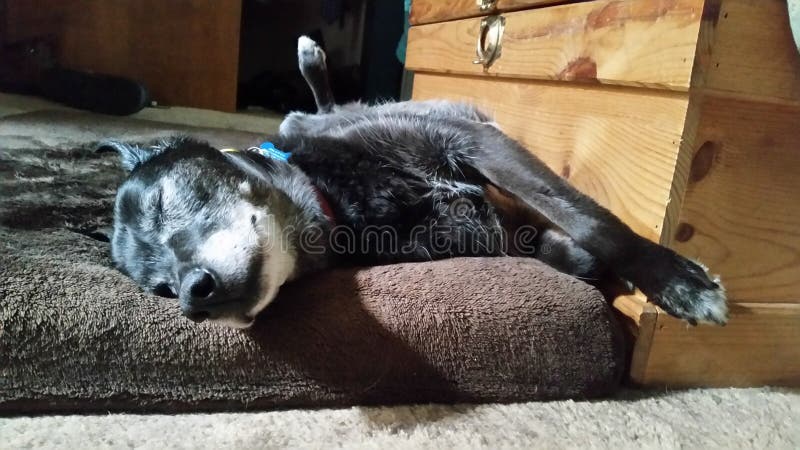 Schlafende Hunde Soll Man Nicht Wecken Stockfoto Bild von dachshund