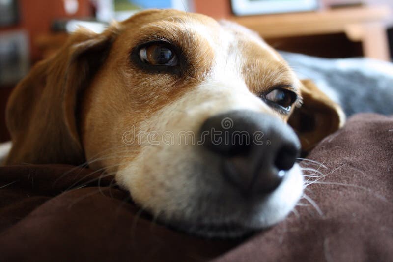 Schlafende Hunde Soll Man Nicht Wecken Stockfoto Bild von dachshund
