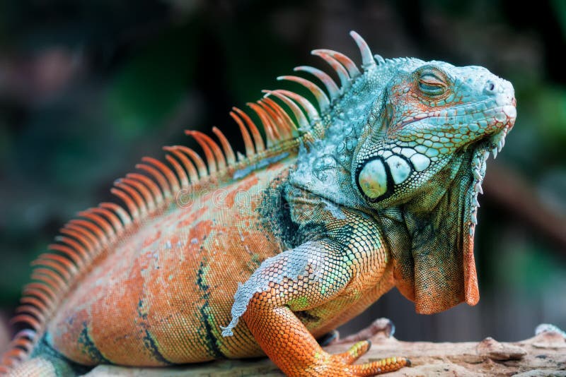 Schlafendrache - grüner Leguan stockbild Schlafendrache - grüner Leguan stockbild