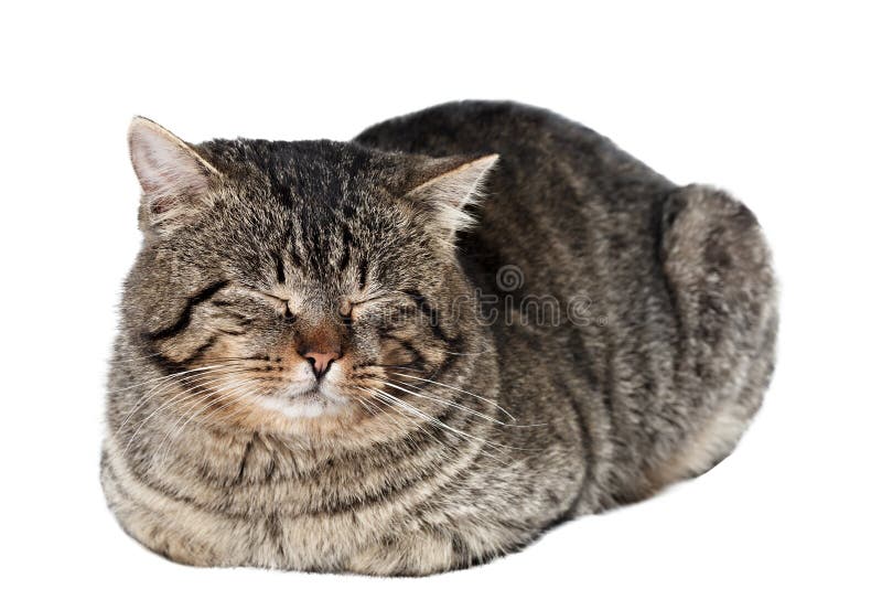 Schlafenkatze lokalisiert lizenzfreie stockbilder Schlafenkatze lokalisiert lizenzfreie stockbilder