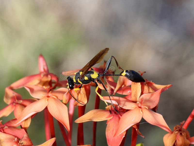 Black and yellow mud dauber wasp Sceliphron fistularum sitting in a red flower. Black and yellow mud dauber wasp Sceliphron fistularum sitting in a red flower