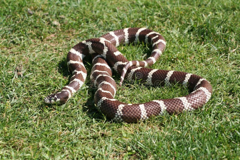 Snake sliding free on the grass. Snake sliding free on the grass