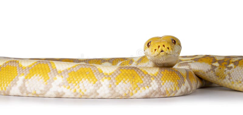 Schlange der retikulierten Python auf weißem Hintergrund