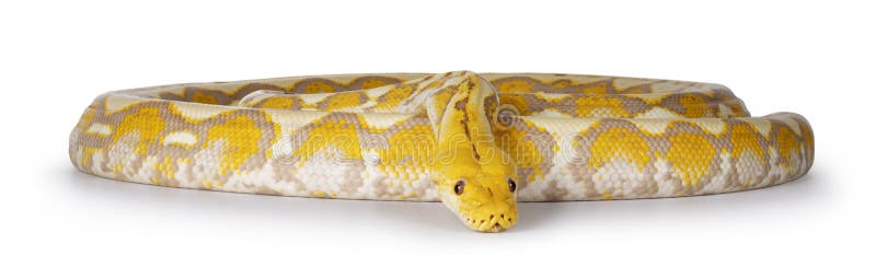 Schlange der retikulierten Python auf weißem Hintergrund