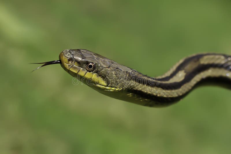 Schlange im Gras stockbild. Bild von garten, reptil