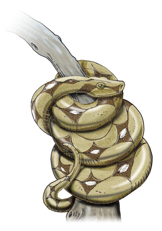 SchlangeBoa constrictor stock abbildung SchlangeBoa constrictor stock abbildung