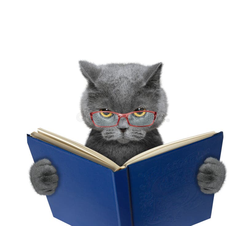 Schlechte Katze in den Gläsern liest ein Buch lizenzfreies stockbild Schlechte Katze in den Gläsern liest ein Buch lizenzfreies stockbild