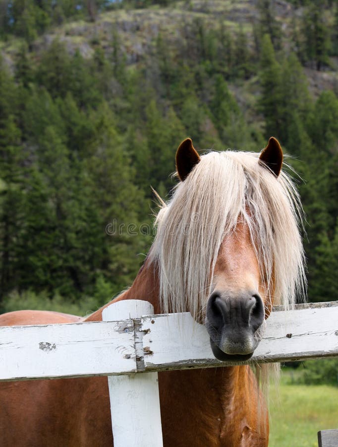 A long haired horse peeks over the fence. A long haired horse peeks over the fence