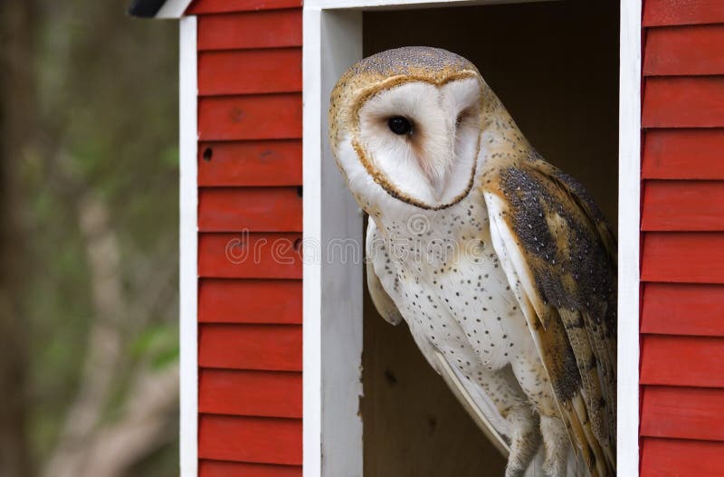 Barn Owl Looking out of a Barn Window. Barn Owl Looking out of a Barn Window