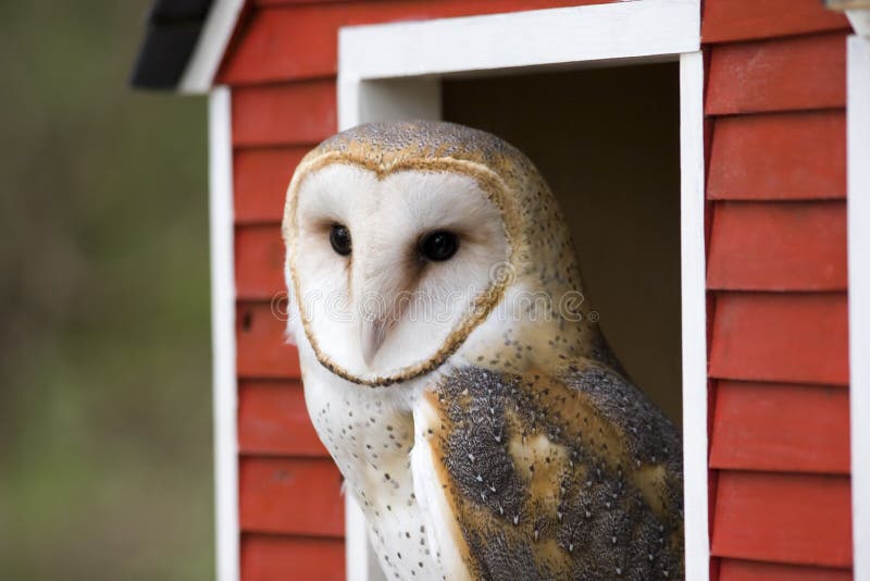 Barn Owl Peeking Through a Red Barn Window. Barn Owl Peeking Through a Red Barn Window