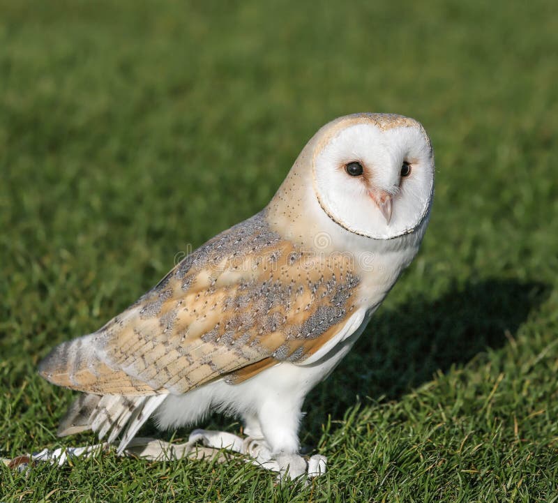 Schleiereule, die auf dem Gras betrachtet Kamera steht lizenzfreie stockbilder Schleiereule, die auf dem Gras betrachtet Kamera steht lizenzfreie stockbilder
