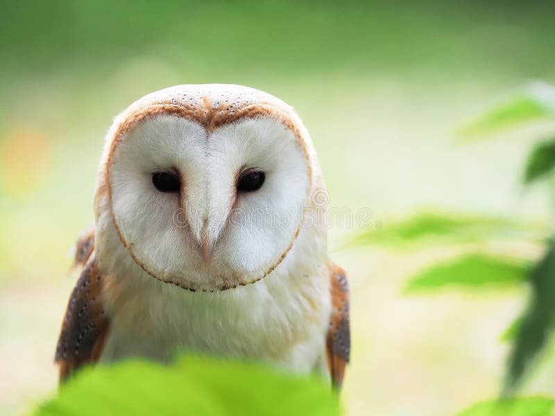 Schleiereule, die direkt schaut stockfotografie Schleiereule, die direkt schaut stockfotografie