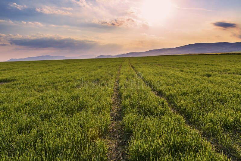 Schleppen Sie zum Horizont auf dem grünen Feld auf einem Sonnenuntergang lizenzfreie stockbilder Schleppen Sie zum Horizont auf dem grünen Feld auf einem Sonnenuntergang lizenzfreie stockbilder
