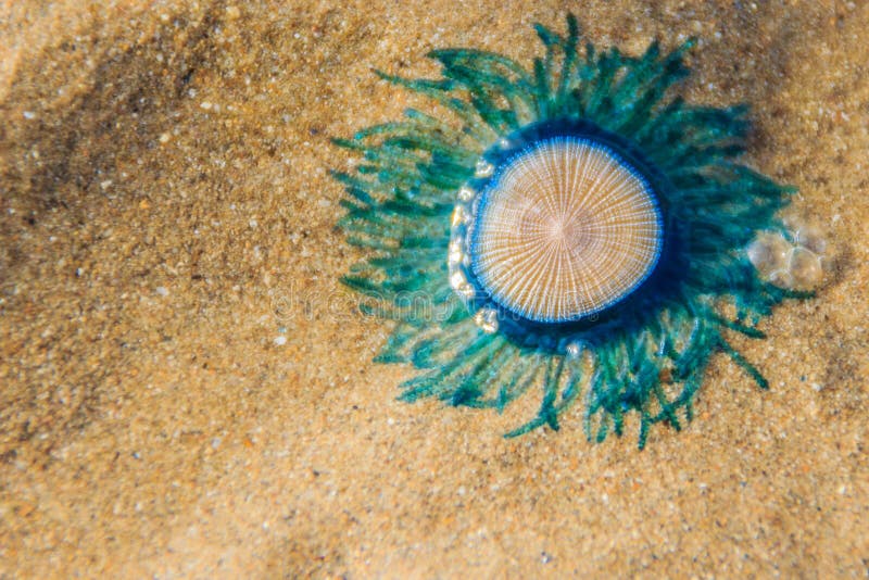 Qualle Auf Sand — Rezepte Suchen