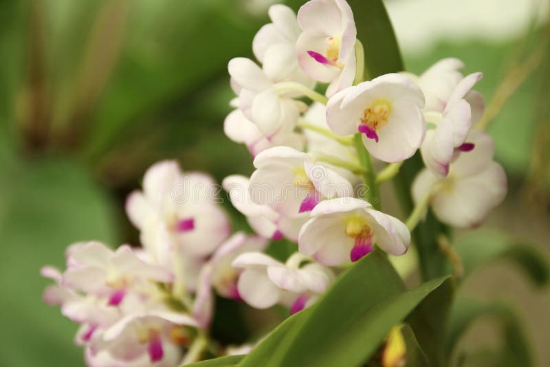Schlie?en Sie oben vom Orchideenblumenstrau? mit nat?rlichem Hintergrund, sch?ne bl?hende Orchideenblume im Garten stockfotografie Schlie?en Sie oben vom Orchideenblumenstrau? mit nat?rlichem Hintergrund, sch?ne bl?hende Orchideenblume im Garten stockfotografie
