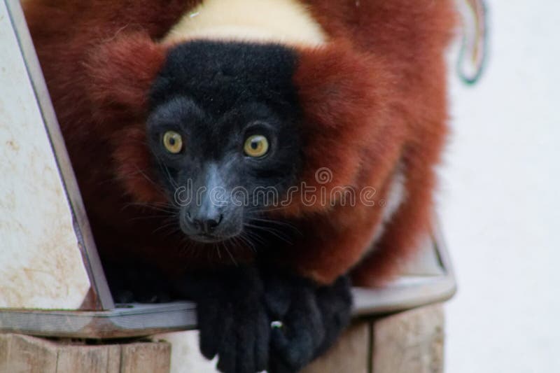 Schließen eines Lemurs mit auffälligen Funktionen. Eine Nahe eines Lemures mit auffallenden Merkmalen, die seine großen Augen und sein charakteristisches Pelzmuster zeigen. Die Zitrone ist auf einer Holzstruktur mit verschwommenem Hintergrund gekrönt